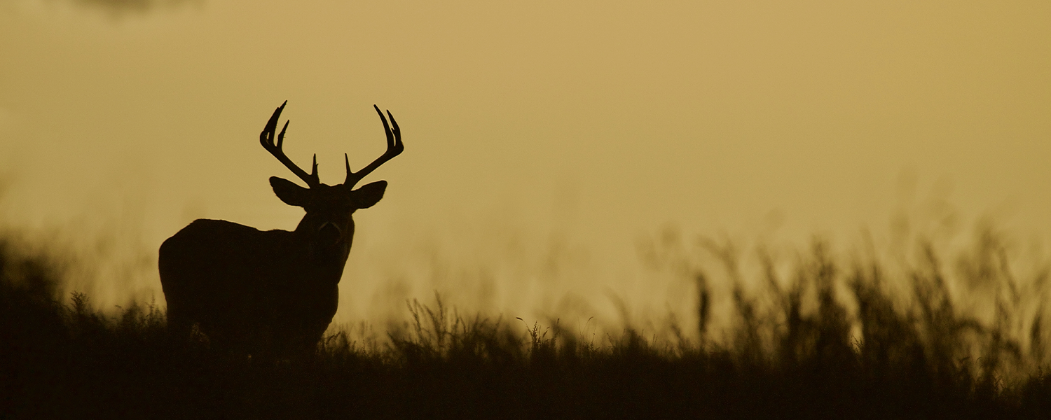 Ting du bør tenke på før du kutter