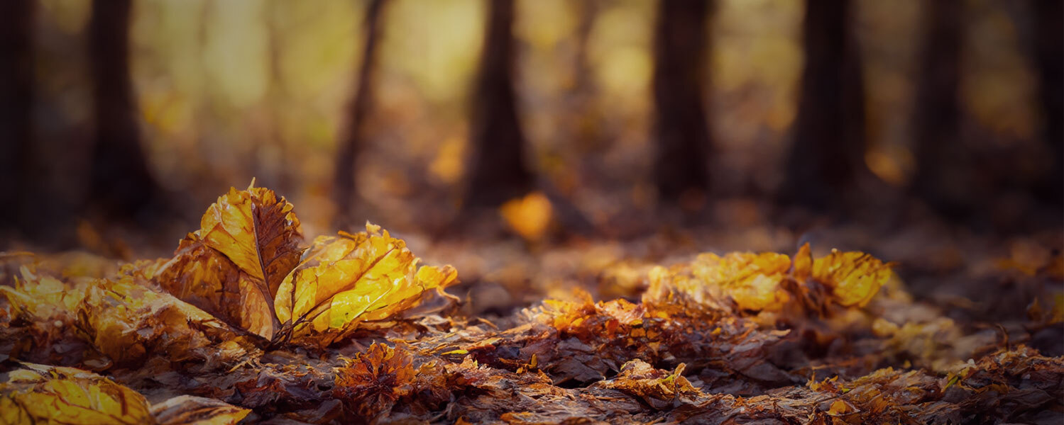 Höstfix i trädgården – 15 smarta tips för en roligare höst