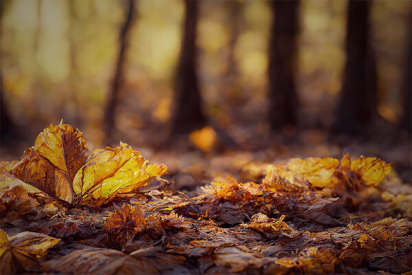 Höstfix i trädgården – 15 smarta tips för en roligare höst