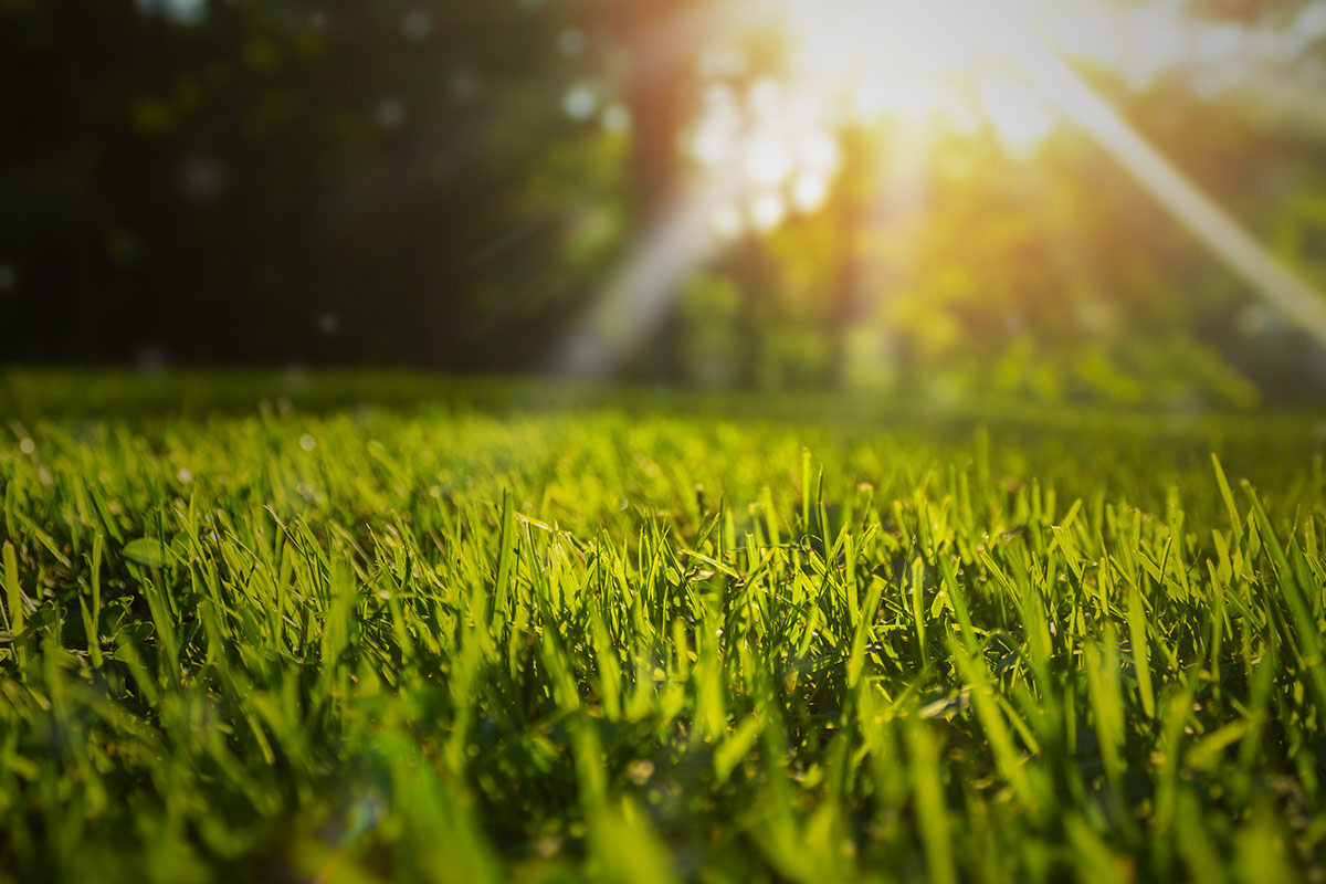 Hur får man en fin gräsmatta?