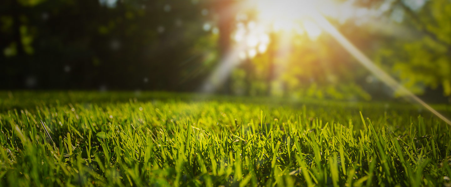 Hur får man en fin gräsmatta?