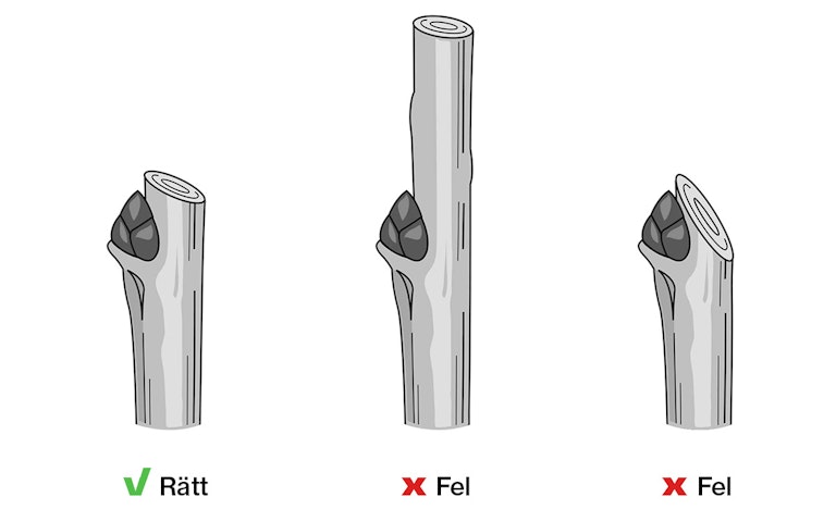 Skiss-beskära-träd-1200x800
