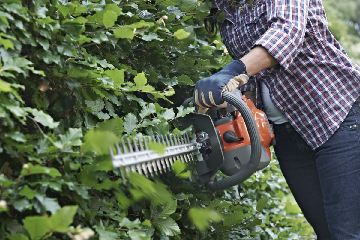 Trädgård_guide_vår26_häcksax_1200x800